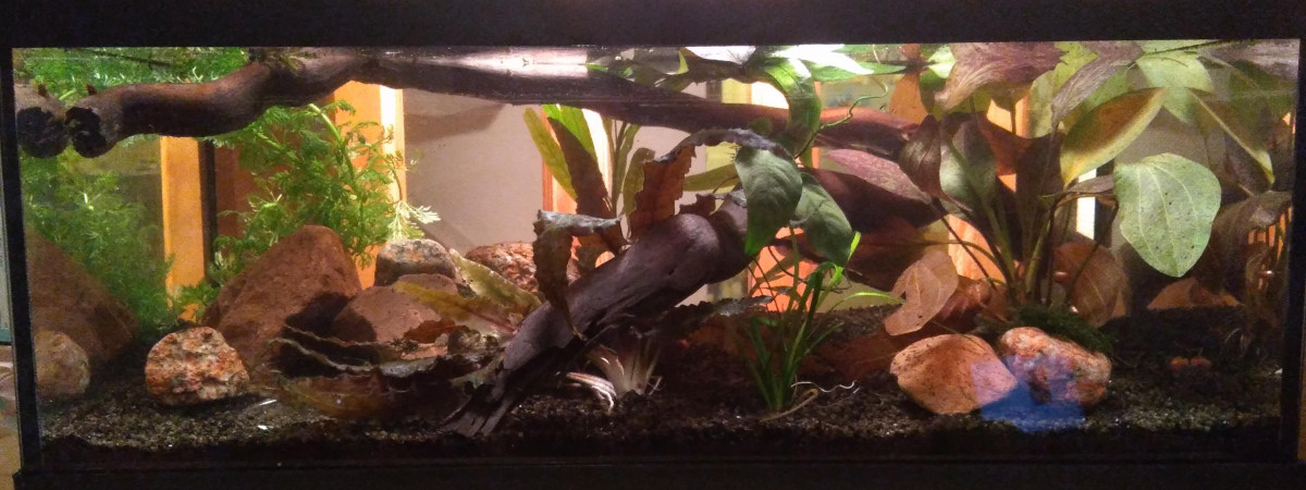 aquarium Nano No-tech