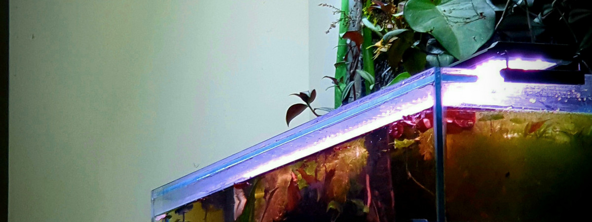 aquarium 240L Amazonien