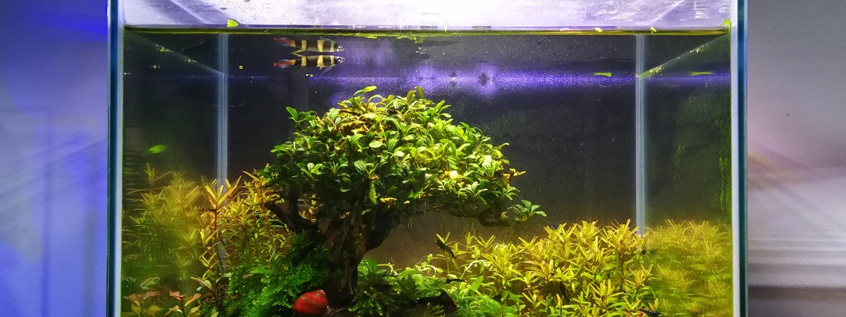 aquarium Nano crevettes