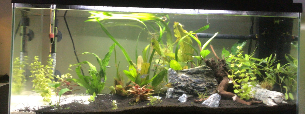 aquarium Tropical