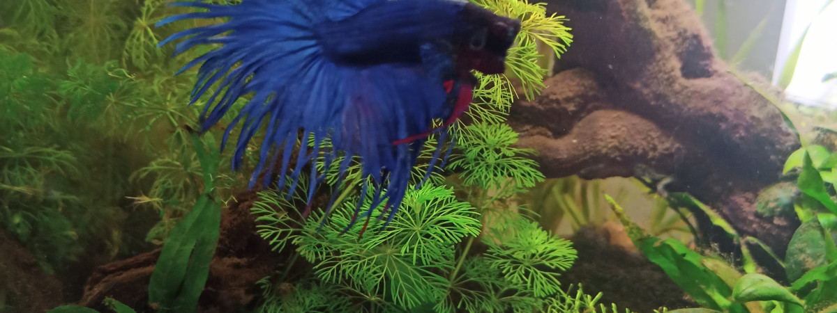 aquarium lulu