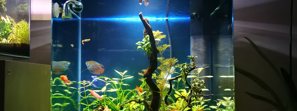 aquarium Cube 60L