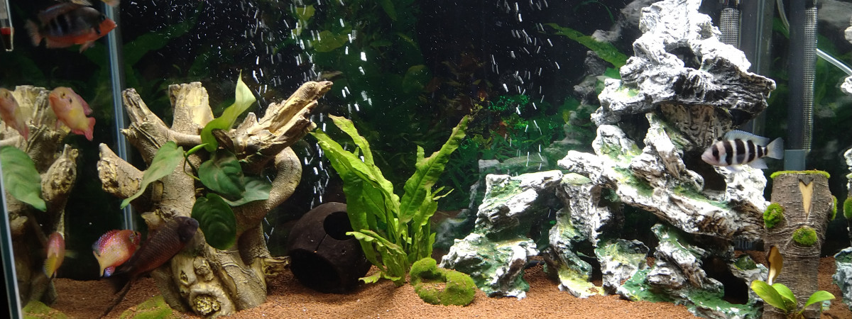 aquarium Moi
