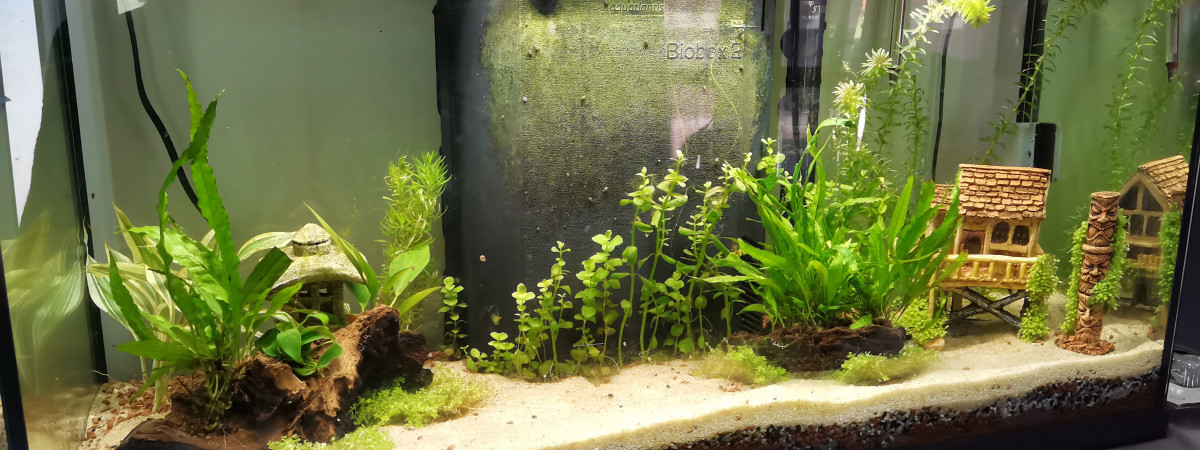aquarium Aqua