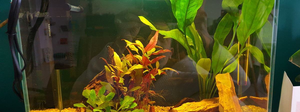 aquarium Nano 30l