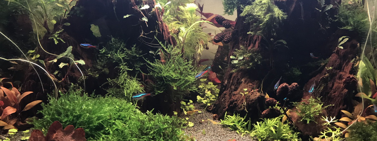 aquarium Mon 80L