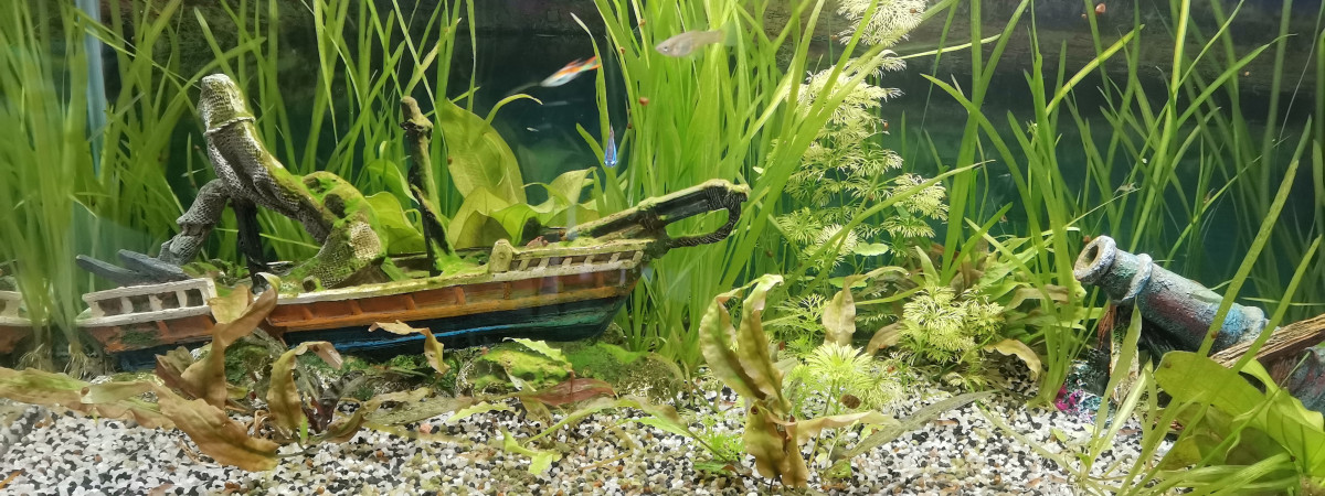 aquarium 80l