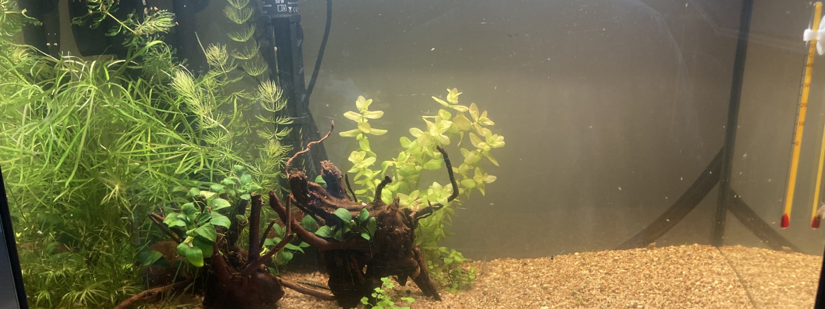 aquarium Aquarium amazonien