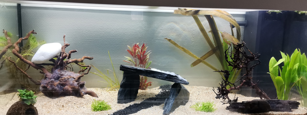 aquarium Communautaire 200l