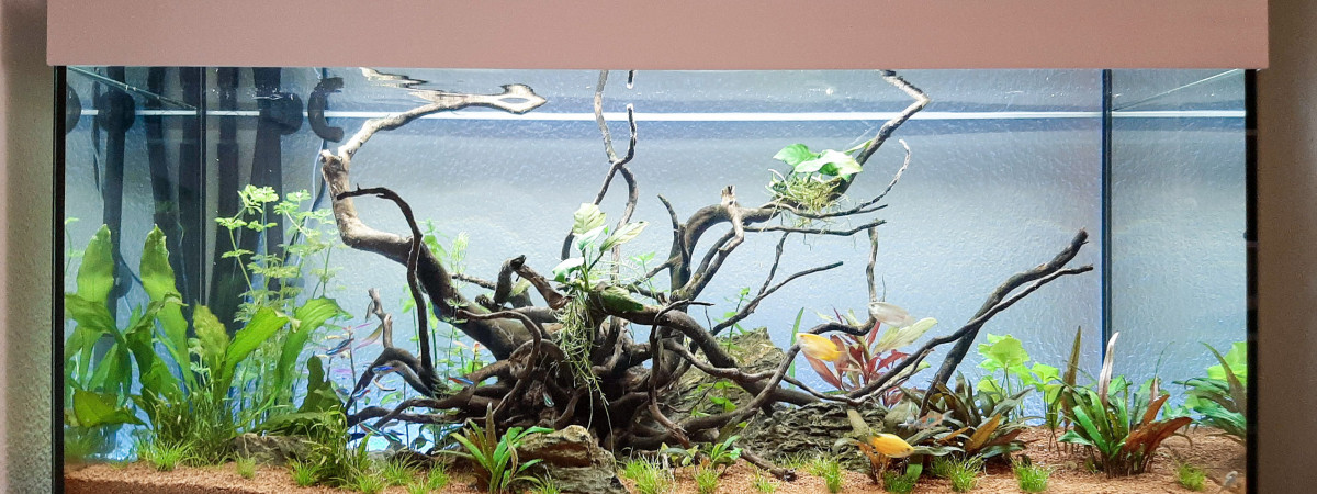 aquarium Les petits poissons