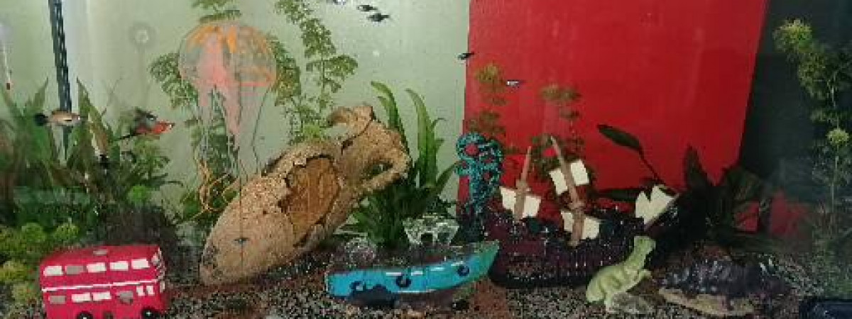 aquarium Aquarium actuel