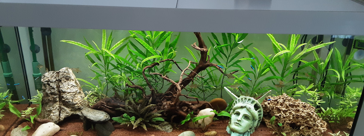 aquarium Biotope amazonien