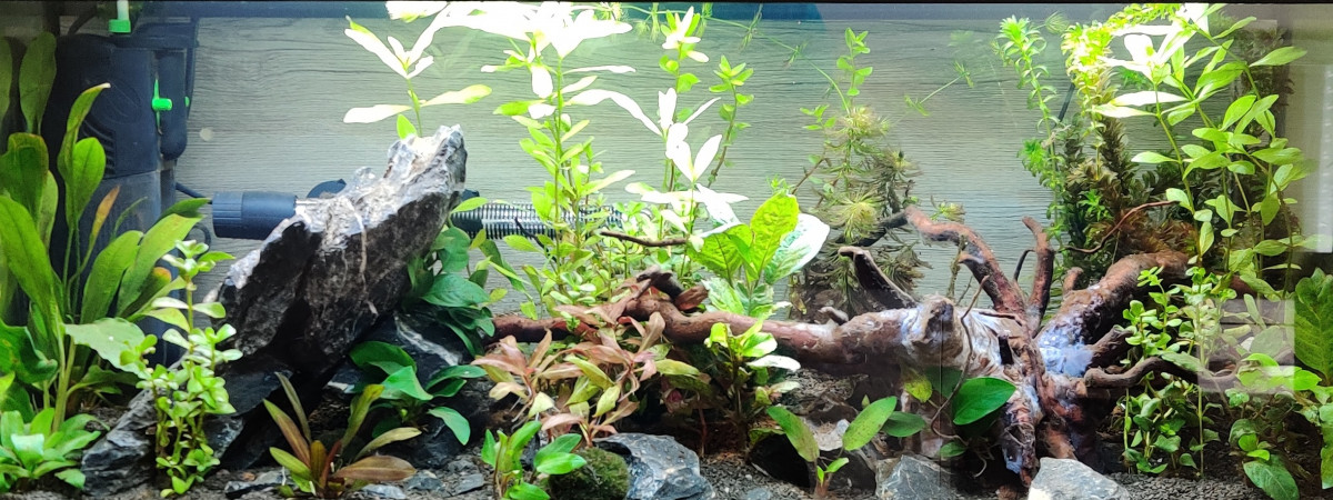 aquarium Mon Aquarium