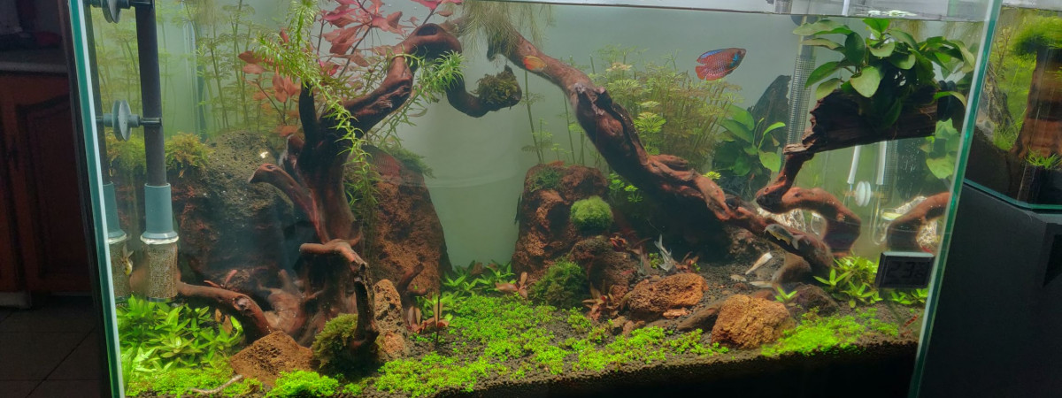 aquarium Bac Communautaire