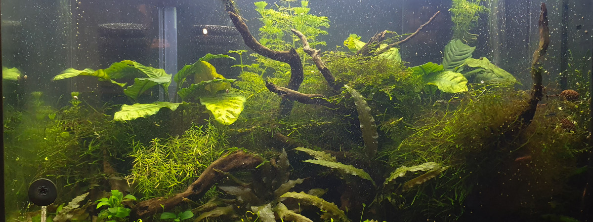 aquarium Bac 80L Neo et Japo