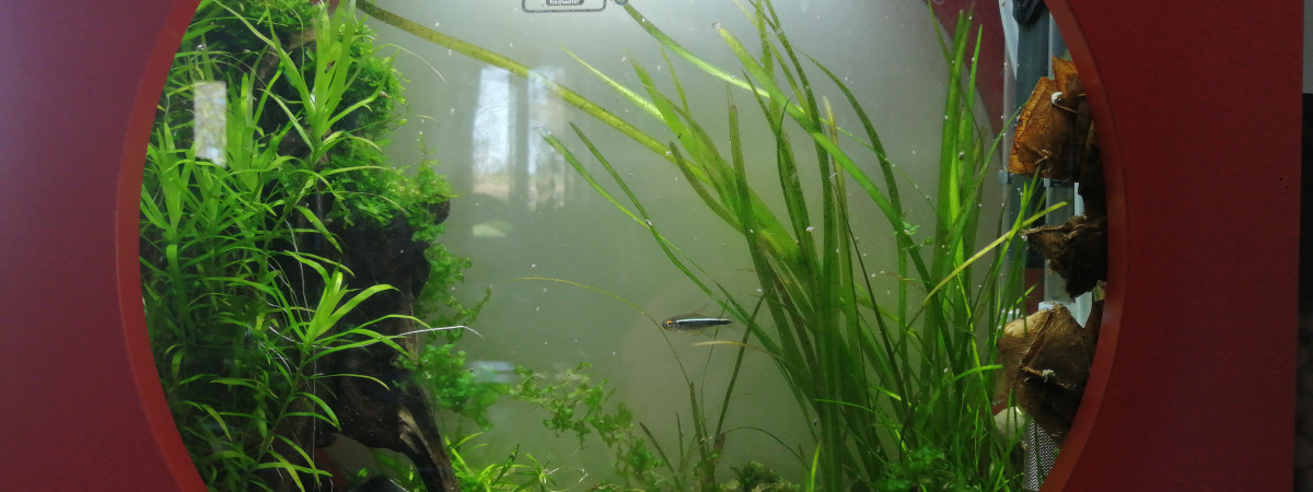 aquarium Mon 20l