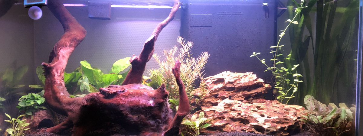 aquarium Aqua