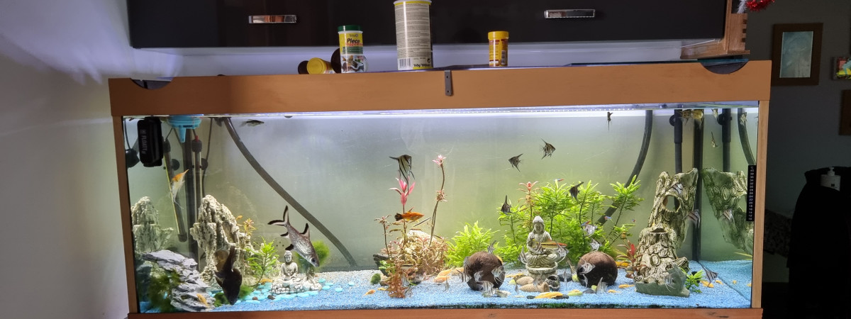 aquarium Zen