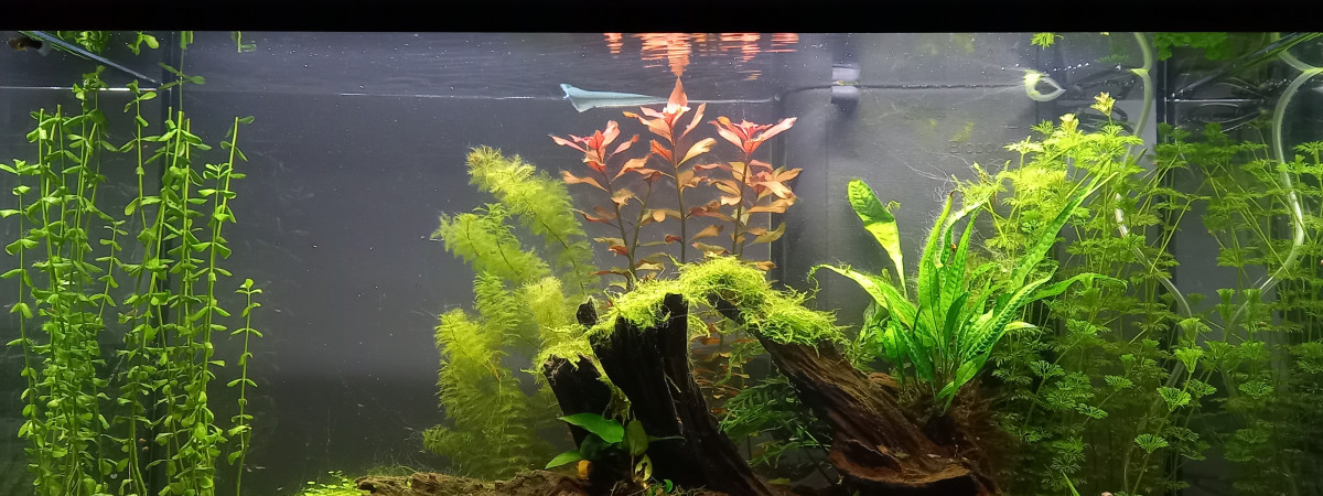 aquarium Aqua