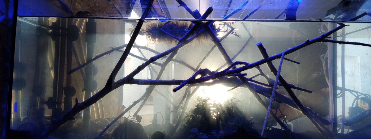 aquarium La brochette de crevettes