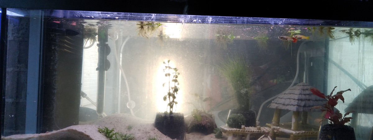 aquarium Nurserie pour guppys