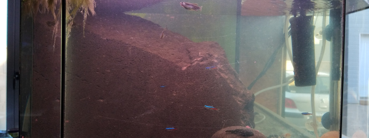 aquarium Maison close pour guppys