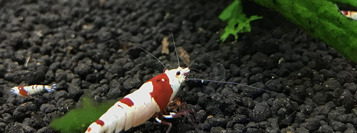 aquarium CREVETTE PURE RED LINE