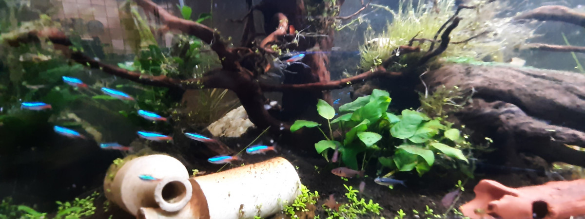 aquarium Amazone