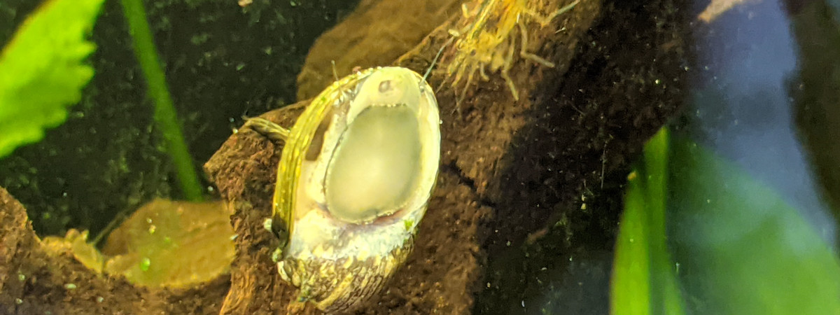 aquarium Amazonien