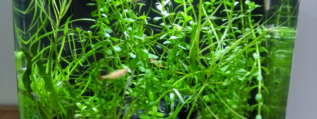 aquarium Nano Margot 18 L