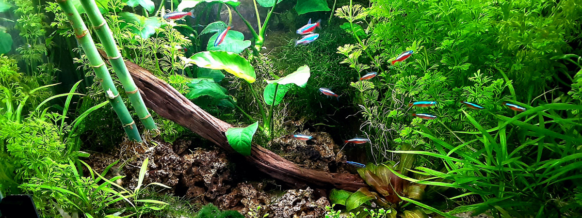 aquarium eau douce