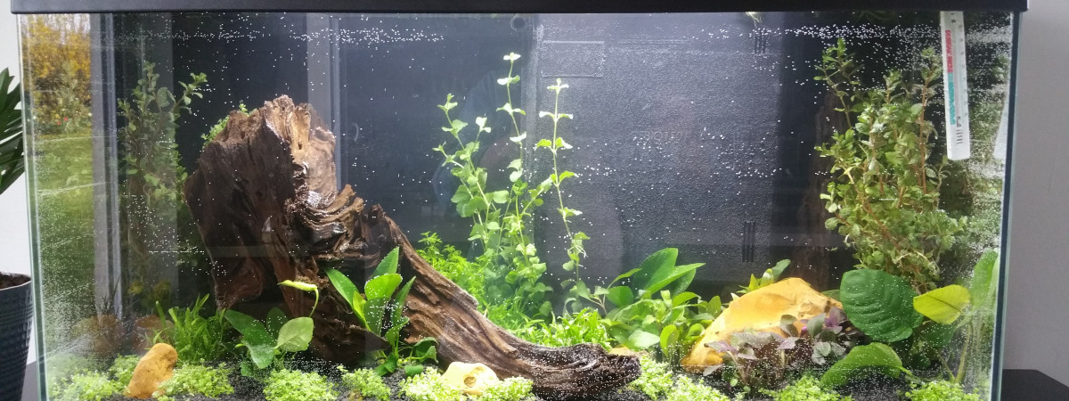 aquarium Amazone