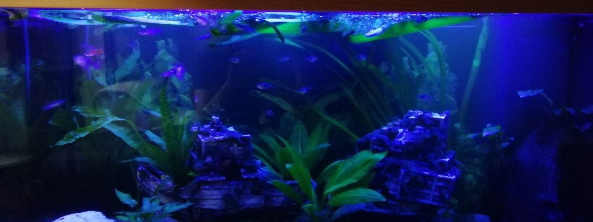 aquarium Principale communautaire