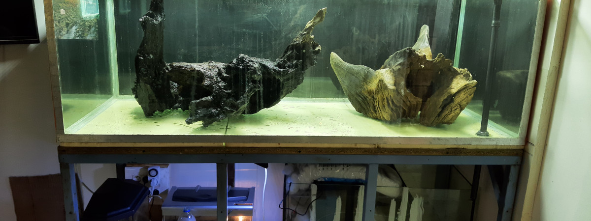 aquarium Nabuchodonosore