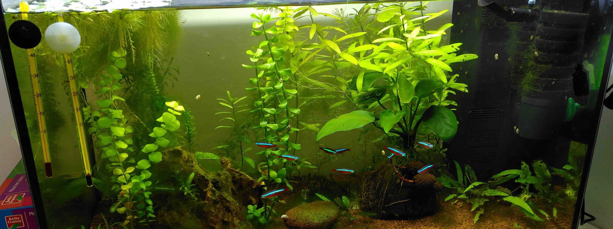 aquarium Start 55