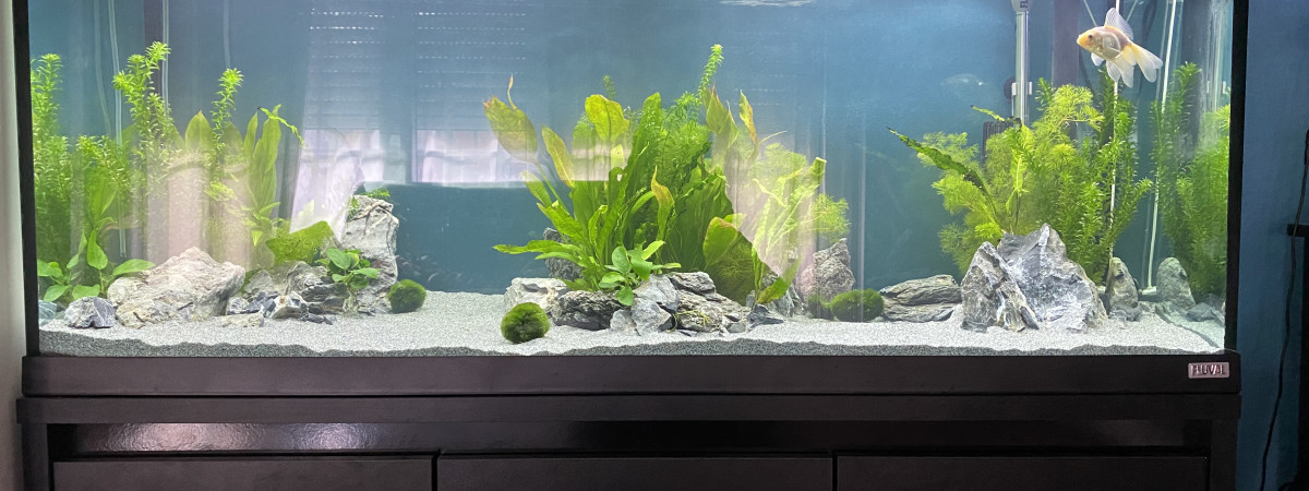 aquarium Japonais