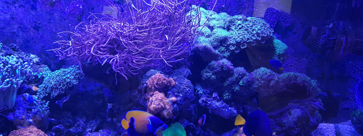 aquarium 540 litres