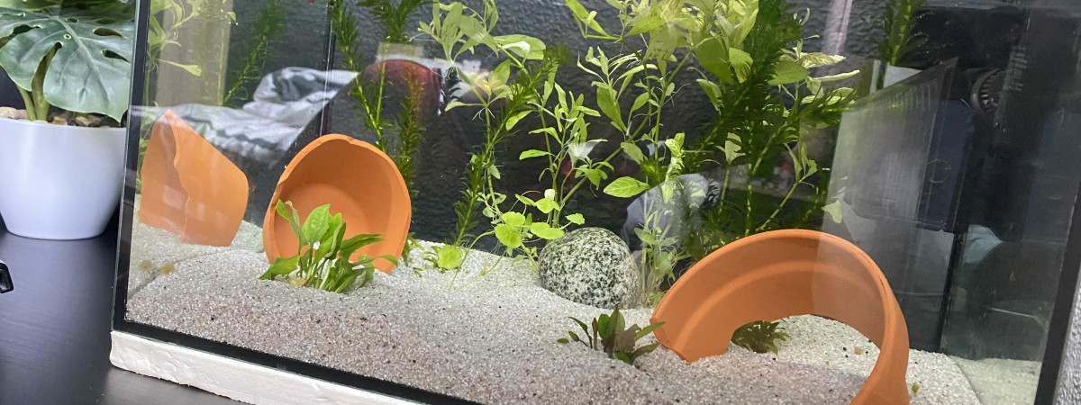 aquarium Maison de Gépèto