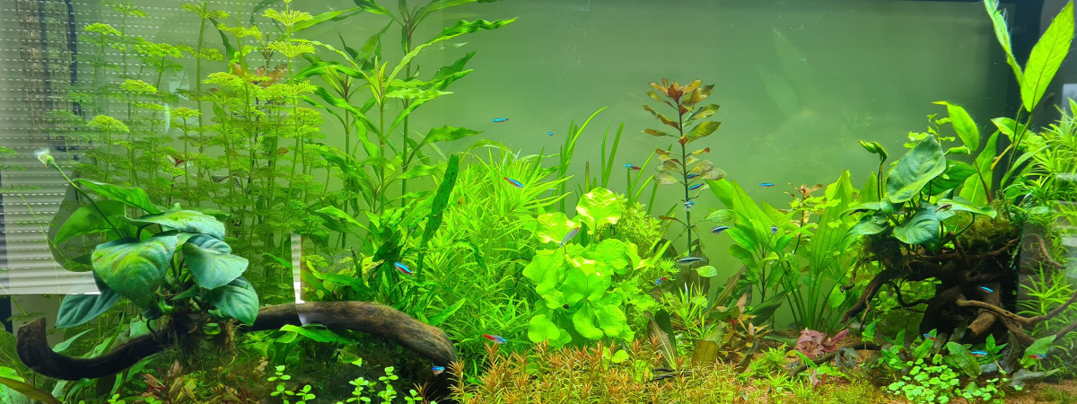 aquarium BAC 450 L