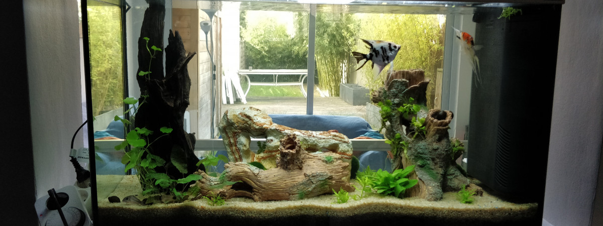aquarium Aquarium