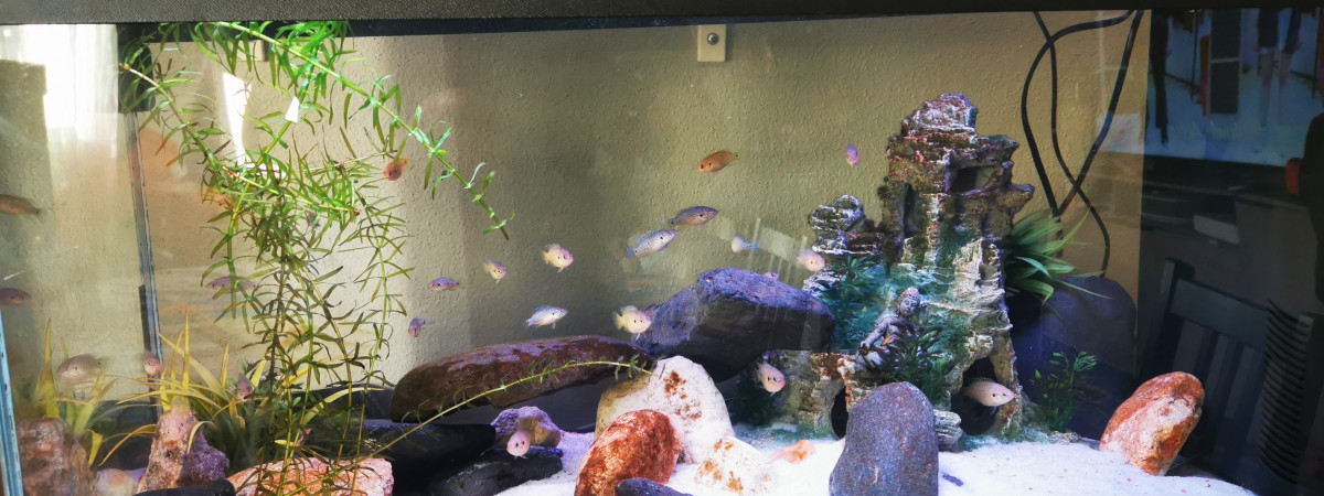 aquarium Cichlidé joyaux