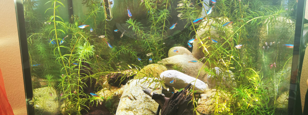 aquarium aquarium 1