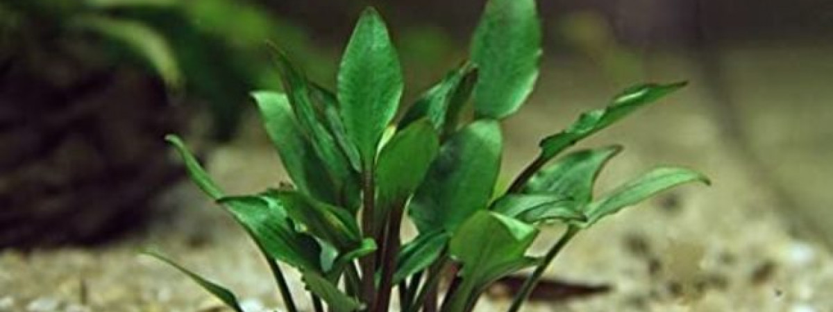 aquarium Projet plantes rares low tech