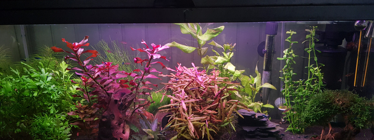 aquarium Premier aquarium