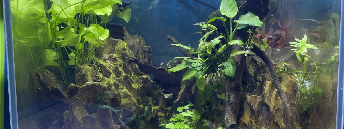 aquarium Crevettes yellow king kong