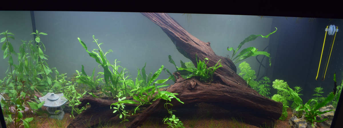 aquarium Premier aquarium 100L biotope asiatique