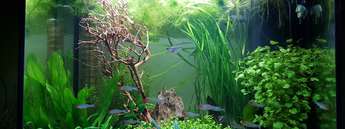 aquarium 120 L lido