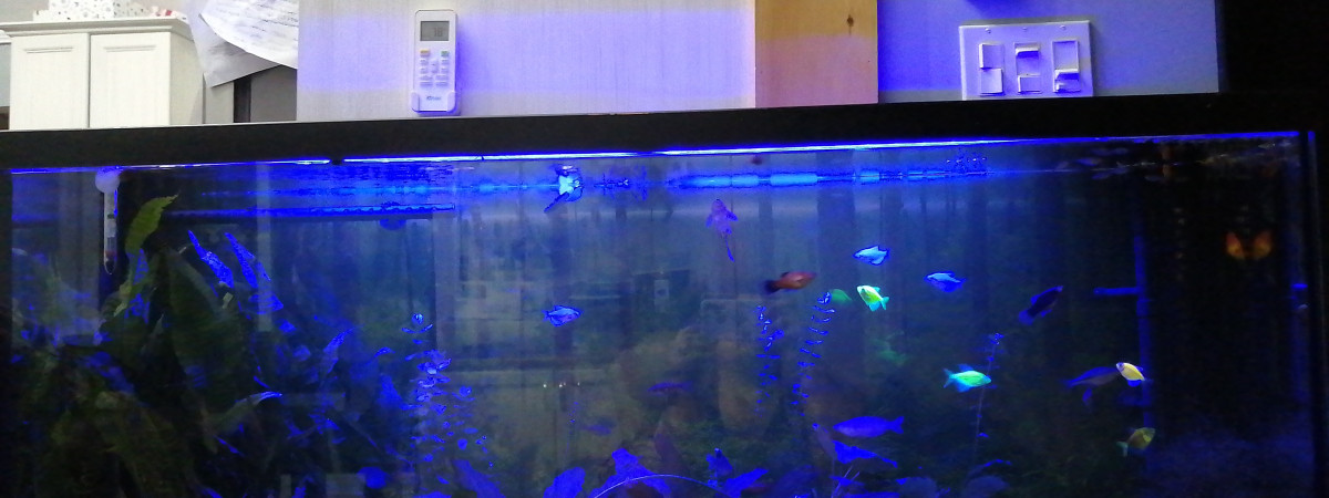 aquarium 45 gallons