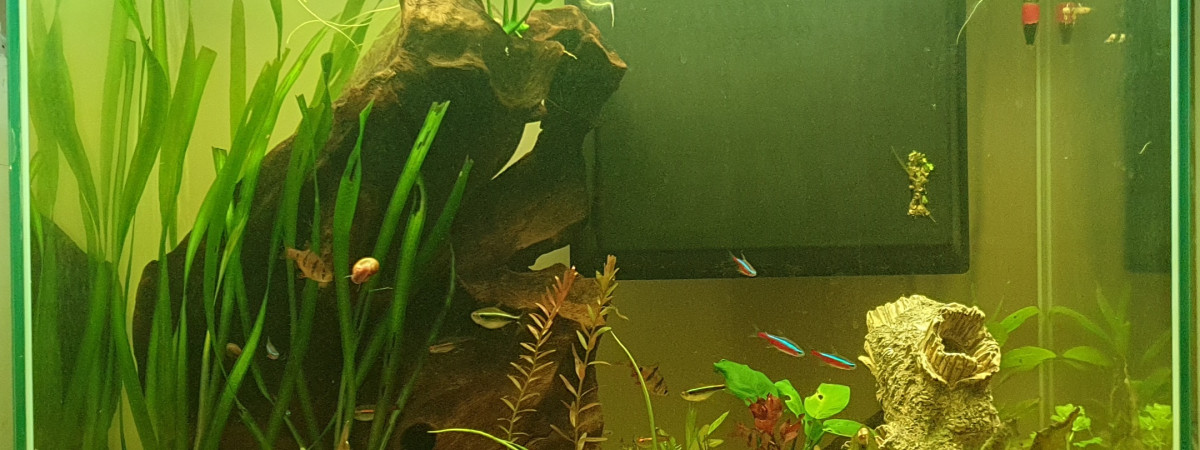 aquarium Amazonien