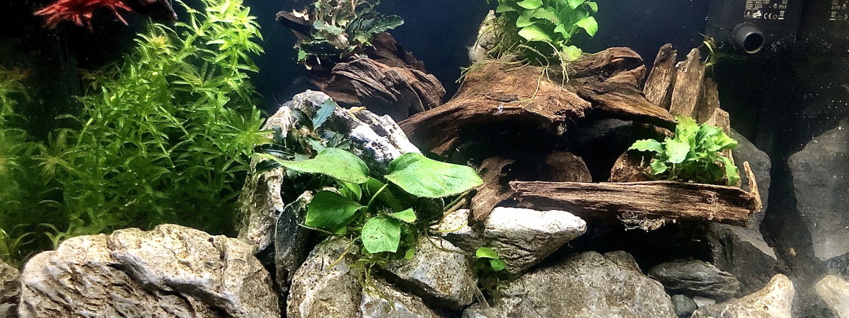 aquarium Nano betta